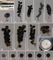 Attēlu rezultāti vaicājumam “Didymium spongiosum var. dictyospora”