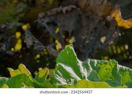 Attēlu rezultāti vaicājumam “Rheum rhabarbarum leaf”
