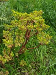 Attēlu rezultāti vaicājumam “Euphorbia helioscopia”