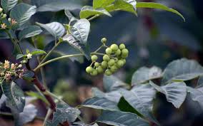Attēlu rezultāti vaicājumam “Phellodendron amurense fruit”