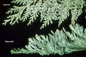 Attēlu rezultāti vaicājumam “Chamaecyparis lawsoniana”