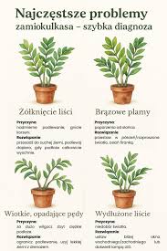 Image result for zamiokulkas