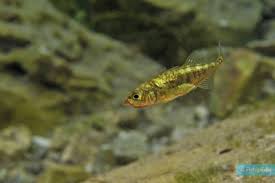 Attēlu rezultāti vaicājumam “Gasterosteus aculeatus”