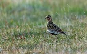 Attēlu rezultāti vaicājumam “Pluvialis apricaria adult”