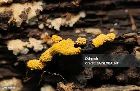 Attēlu rezultāti vaicājumam “myxomicetes”