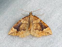 Attēlu rezultāti vaicājumam “Eulithis populata”