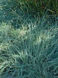 Attēlu rezultāti vaicājumam “Carex arenaria”