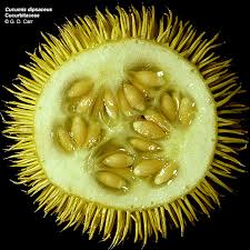 Attēlu rezultāti vaicājumam “Cucurbitaceae”