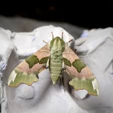 Attēlu rezultāti vaicājumam “Mimas tiliae”