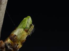 Attēlu rezultāti vaicājumam “Thecla betulae underside”