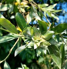 Attēlu rezultāti vaicājumam “Salix fragilis”