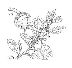 Attēlu rezultāti vaicājumam “Cribraria ferruginea stalked”