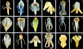 Attēlu rezultāti vaicājumam “Herminium monorchis fruit”