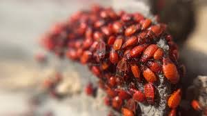 Attēlu rezultāti vaicājumam “Pyrrhocoris apterus nymph”