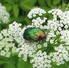 Attēlu rezultāti vaicājumam “Cetonia aurata”