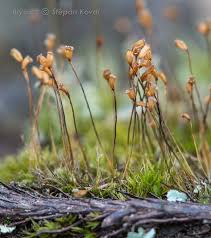 Attēlu rezultāti vaicājumam “Dicranella cerviculata”