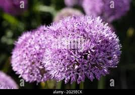 Attēlu rezultāti vaicājumam “Allium holandicum”