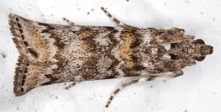 Attēlu rezultāti vaicājumam “Dioryctria abietella”