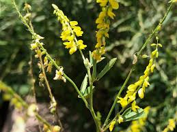 Attēlu rezultāti vaicājumam “Melilotus wolgicus flower”