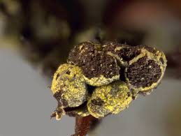 Attēlu rezultāti vaicājumam “Physarum virescens macro”