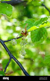 Attēlu rezultāti vaicājumam “Fagus sylvatica male flower”