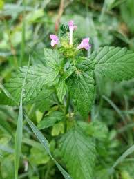 Attēlu rezultāti vaicājumam “Galeopsis bifida”