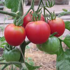 Afbeeldingsresultaat voor bloody butcher tomato