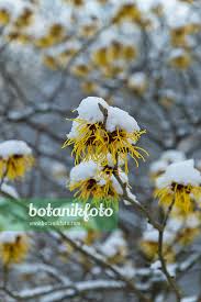 Attēlu rezultāti vaicājumam “Hamamelis mollis”