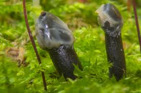 Attēlu rezultāti vaicājumam “Holwaya mucida”