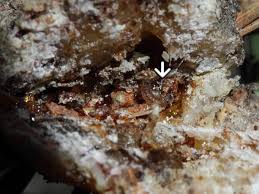 Attēlu rezultāti vaicājumam “Retinia resinella”