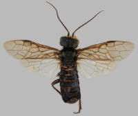 Attēlu rezultāti vaicājumam “Acantholyda erythrocephala”