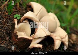 Attēlu rezultāti vaicājumam “Geastrum quadrifidum”