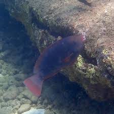 Image result for Chlorurus perspicillatus