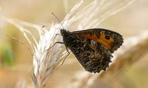 Attēlu rezultāti vaicājumam “Hipparchia semele”