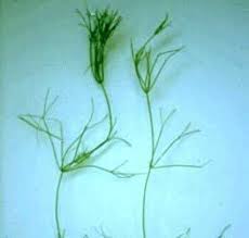 Attēlu rezultāti vaicājumam “Nitella flexilis”