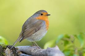 Attēlu rezultāti vaicājumam “Erithacus rubecula adult”