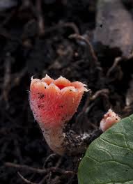 Attēlu rezultāti vaicājumam “Microstoma protracta”