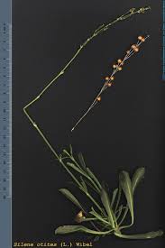 Attēlu rezultāti vaicājumam “Silene otites fruit”