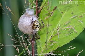 Attēlu rezultāti vaicājumam “Argiope bruennichi female”