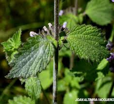 Attēlu rezultāti vaicājumam “Erysiphe galeopsidis”