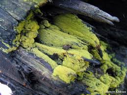 Attēlu rezultāti vaicājumam “Ceratiomyxa fruticulosa sessile”