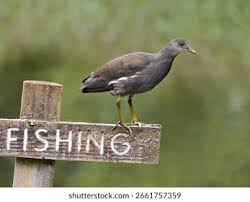 Attēlu rezultāti vaicājumam “Gallinula chloropus juvenile”