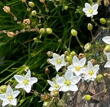Attēlu rezultāti vaicājumam “Sagina nodosa flower”