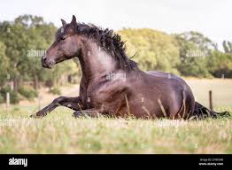 Image result for chestnut friesian