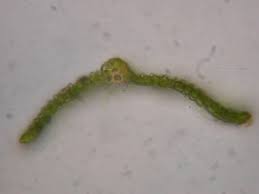 Attēlu rezultāti vaicājumam “Leskea polycarpa”