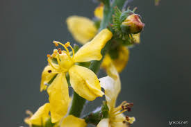Attēlu rezultāti vaicājumam “Agrimonia eupatoria”