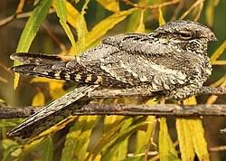 Attēlu rezultāti vaicājumam “Caprimulgus europaeus juvenile”