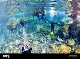 Image result for Canary Divers