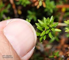 Attēlu rezultāti vaicājumam “Empetrum nigrum leaf”