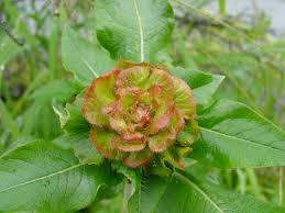 Attēlu rezultāti vaicājumam “Rhabdophaga rosaria”